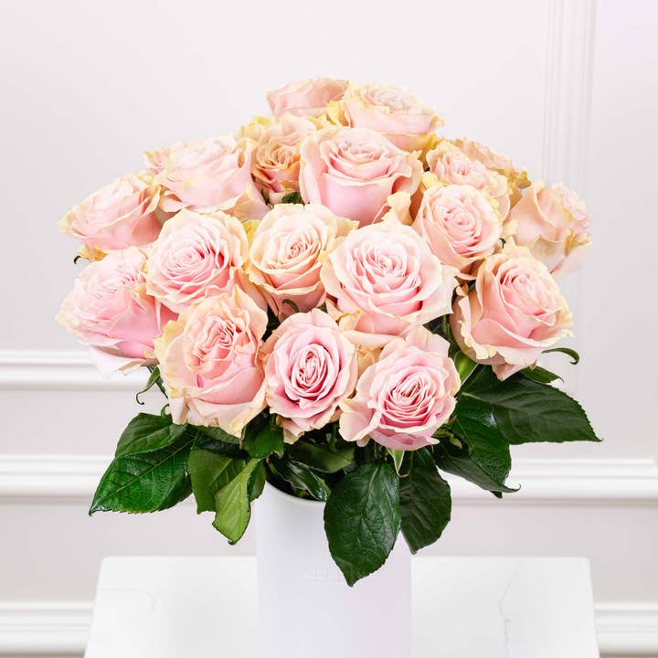 Fresh-Cut Light Pink Roses - Direct from Farm, 50-500 Stems for wholesale by AFLEUR