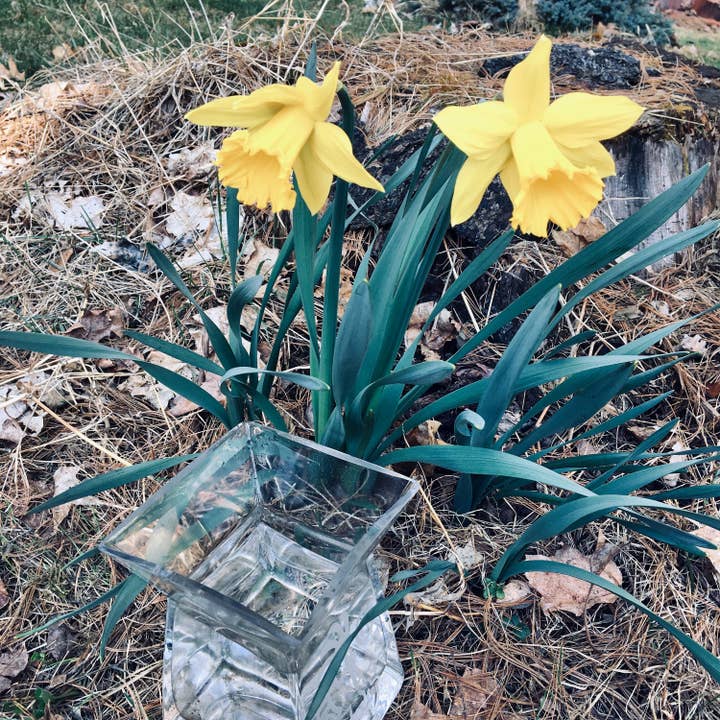 Stenella Farms – Großhandel Blütenessenzen – Narzissen Blütenessenz