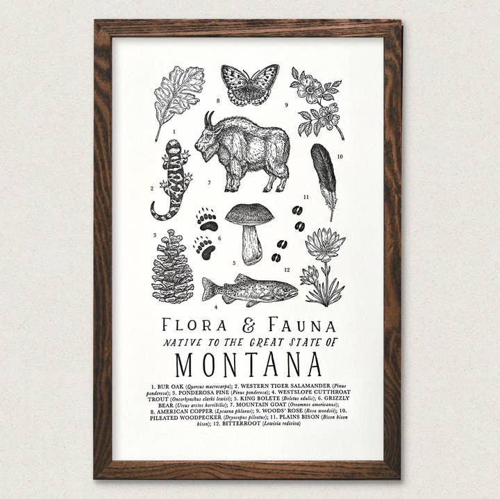 The Wild Wander - Venta al por mayor Ilustración - Guía de campo de Montana0