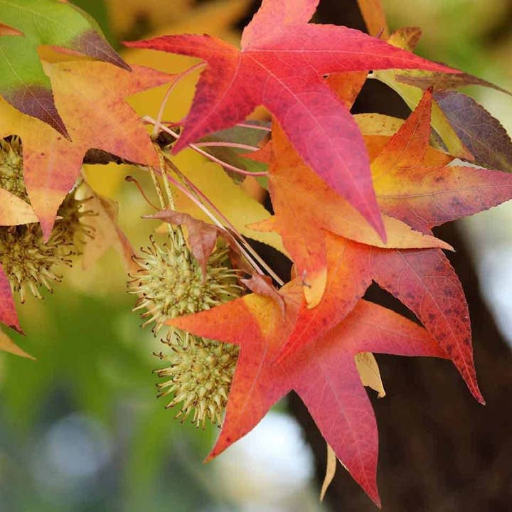 The Rike - Wholesale Plant Seeds - American Sweetgum Tree Seeds for planting 4 pack x 40 Seeds3