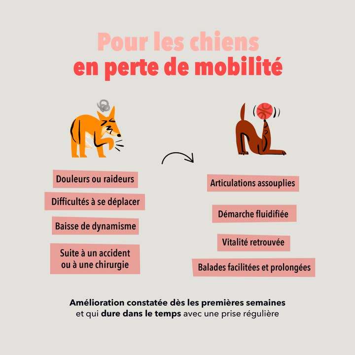 Delamour - Wholesale Pet Supplement - Dog - Les Bouchées - 90 chews to support Joints (270g)2