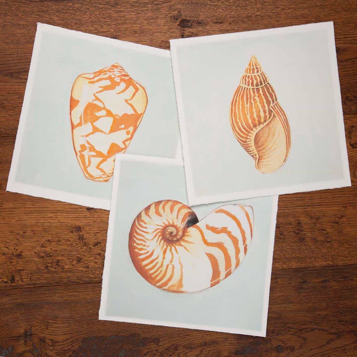 Combo 3 Impressões fine-art de parede Conchas - 24x24 por atacado de Holy Kaw Wall Art