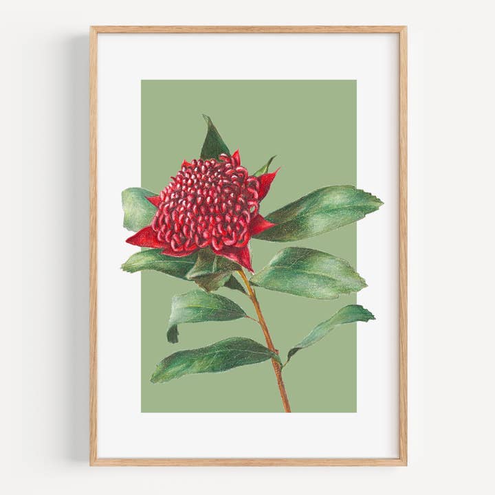 Waratah/verde - Impresión de Bellas Artes para venta al por mayor de Hayley Wilson