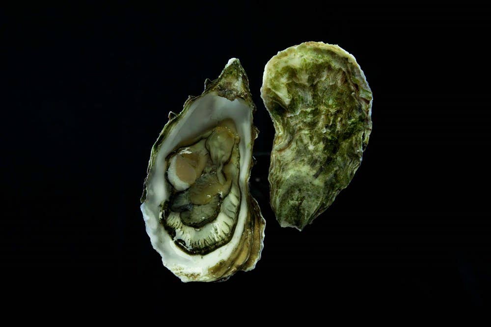 W. W. Norton - Wholesale Cookbooks & Food - Oysters: A Celebration in the Raw1