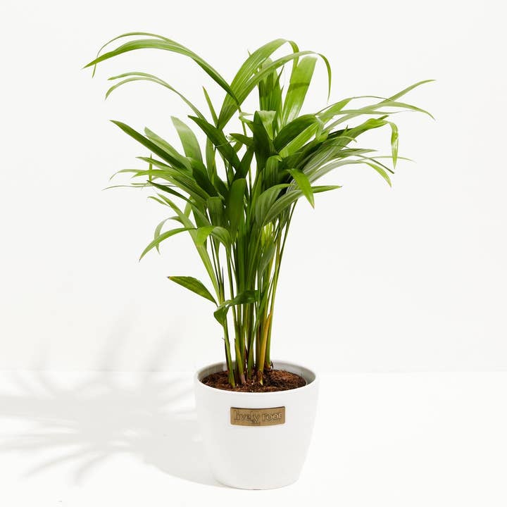 Lively Root - Wholesale Live Plant - Areca Palm Indoor Tree7
