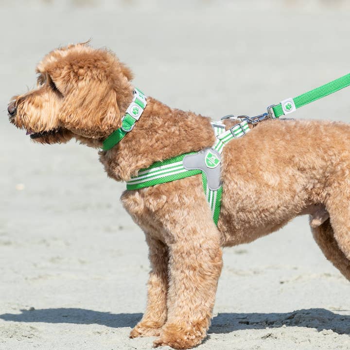 Hugo & Hudson - Vente Harnais – chien - Harnais Easy Walk V pour chien - Vert1