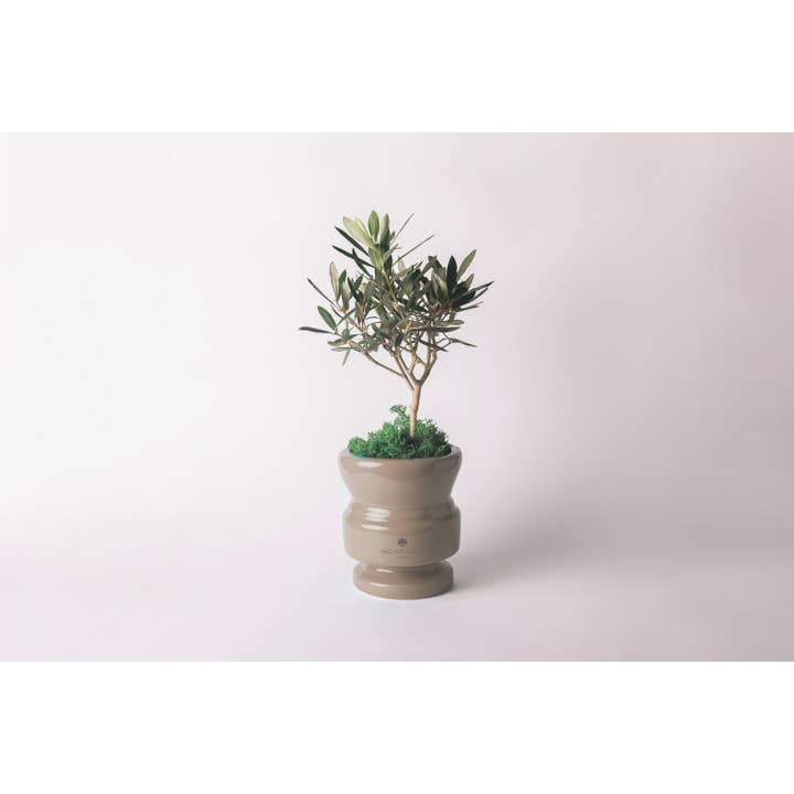 Olive Tree In Ceramic Vase - Penthouse for wholesale by Paola Rolando Creazioni