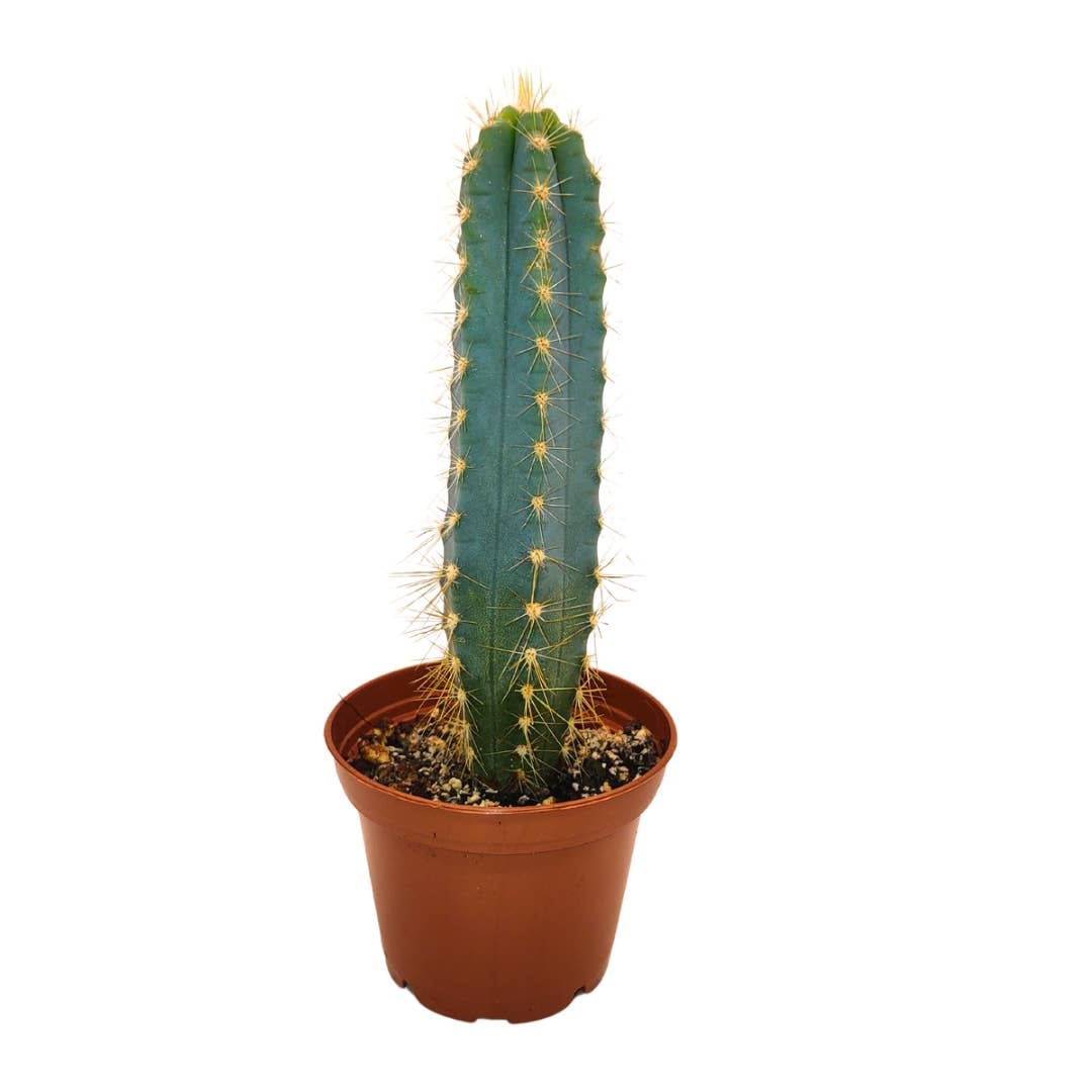 Cactus en ligne – wholesale Succulent – 2.5" Cactus1