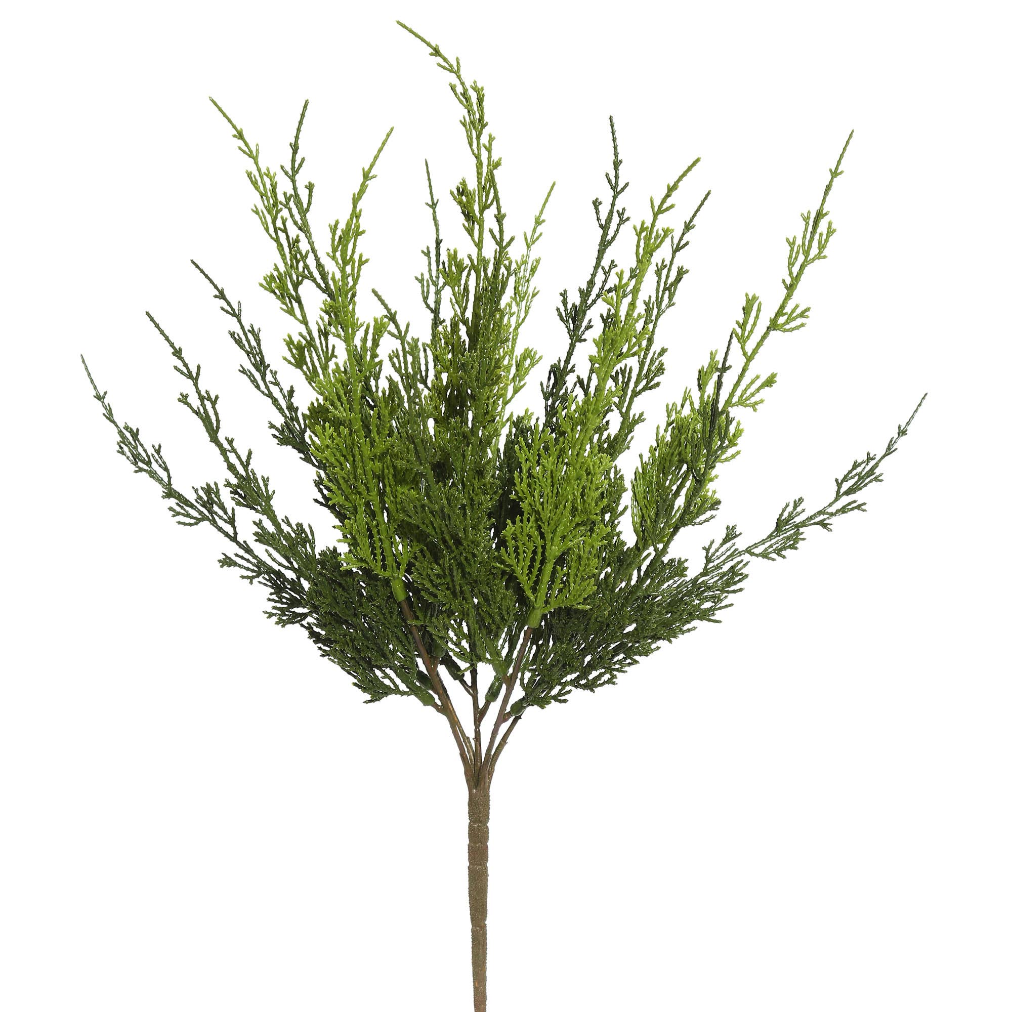 Green Vickerman 19" Monterey Cypress Bush 2/pk for wholesale on Faire0