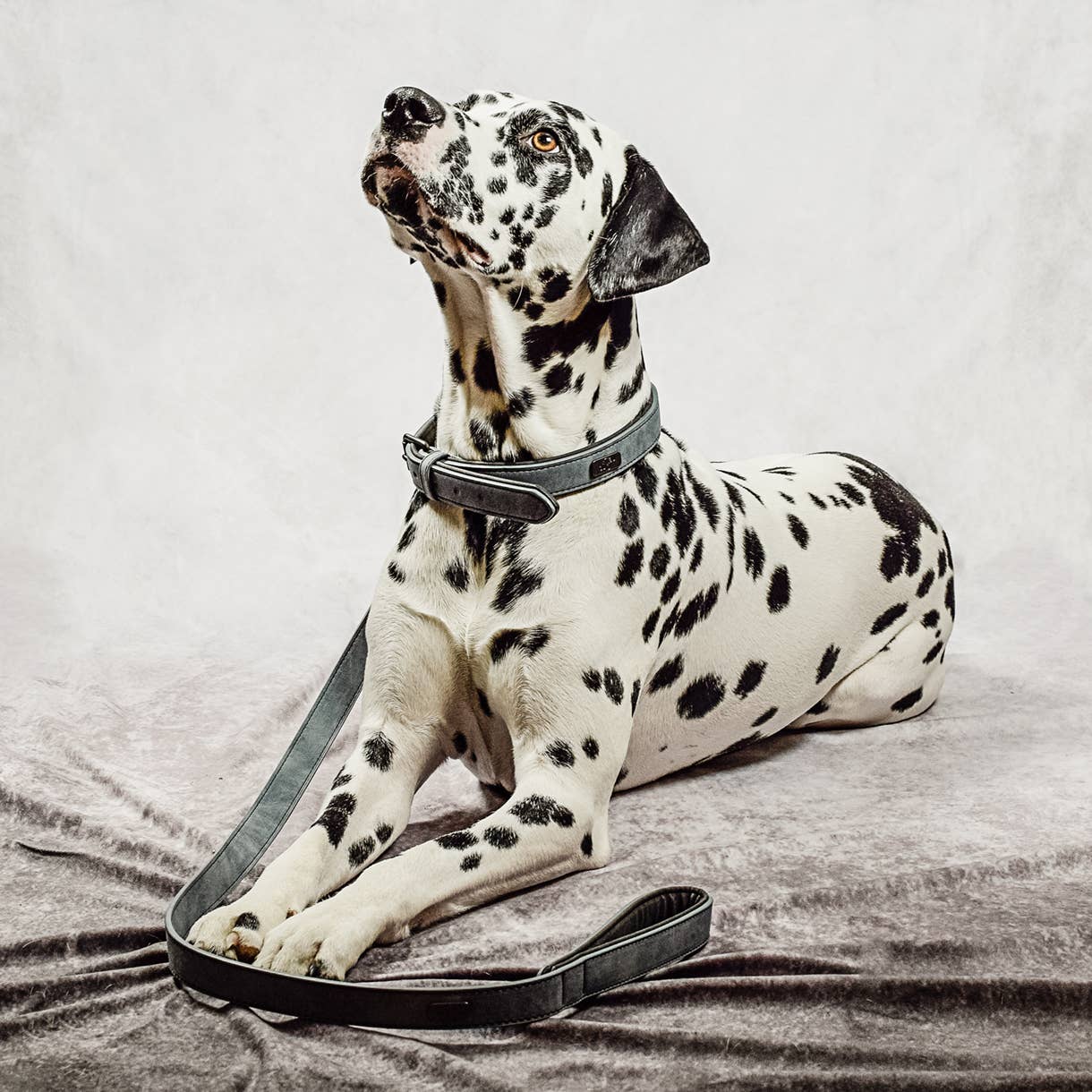 ne&no - Vente Collier – chien - Ensemble collier et laisse ne&no® en cuir vegan pour chiens5