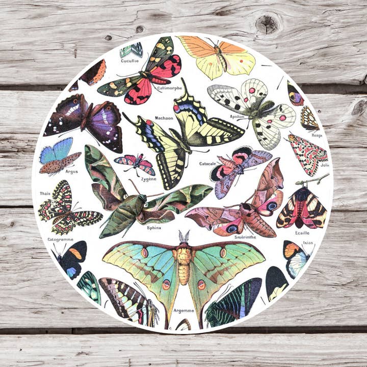 Adesivo a farfalla, adesivo entomologico, adesivo lepidottero per la vendita all'ingrosso da parte di NatureCuts