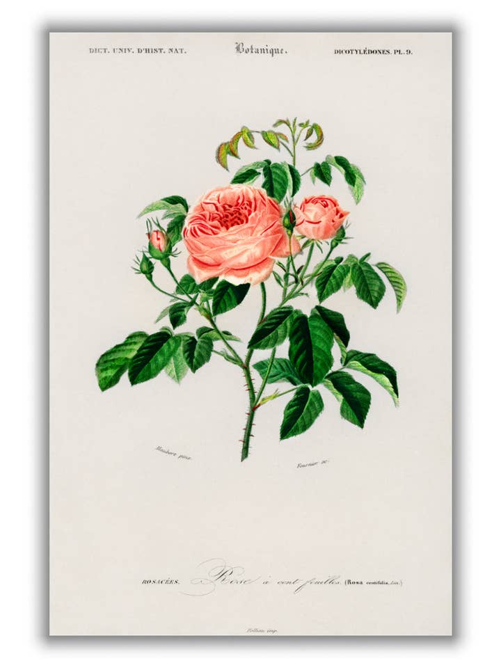 Cavolo rosa per la vendita all'ingrosso da parte di Stanley Print House