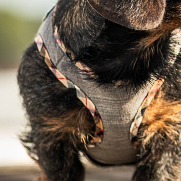 T-shirt-gurt für den Großhandel von STYLE DE WOOF