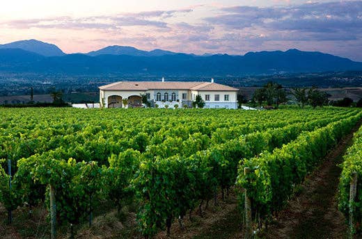 Italian Within - Wholesale Olive Oil - Cantico Extra Virgin Olive Oil 'The expression of Umbria' Organic Biologico3