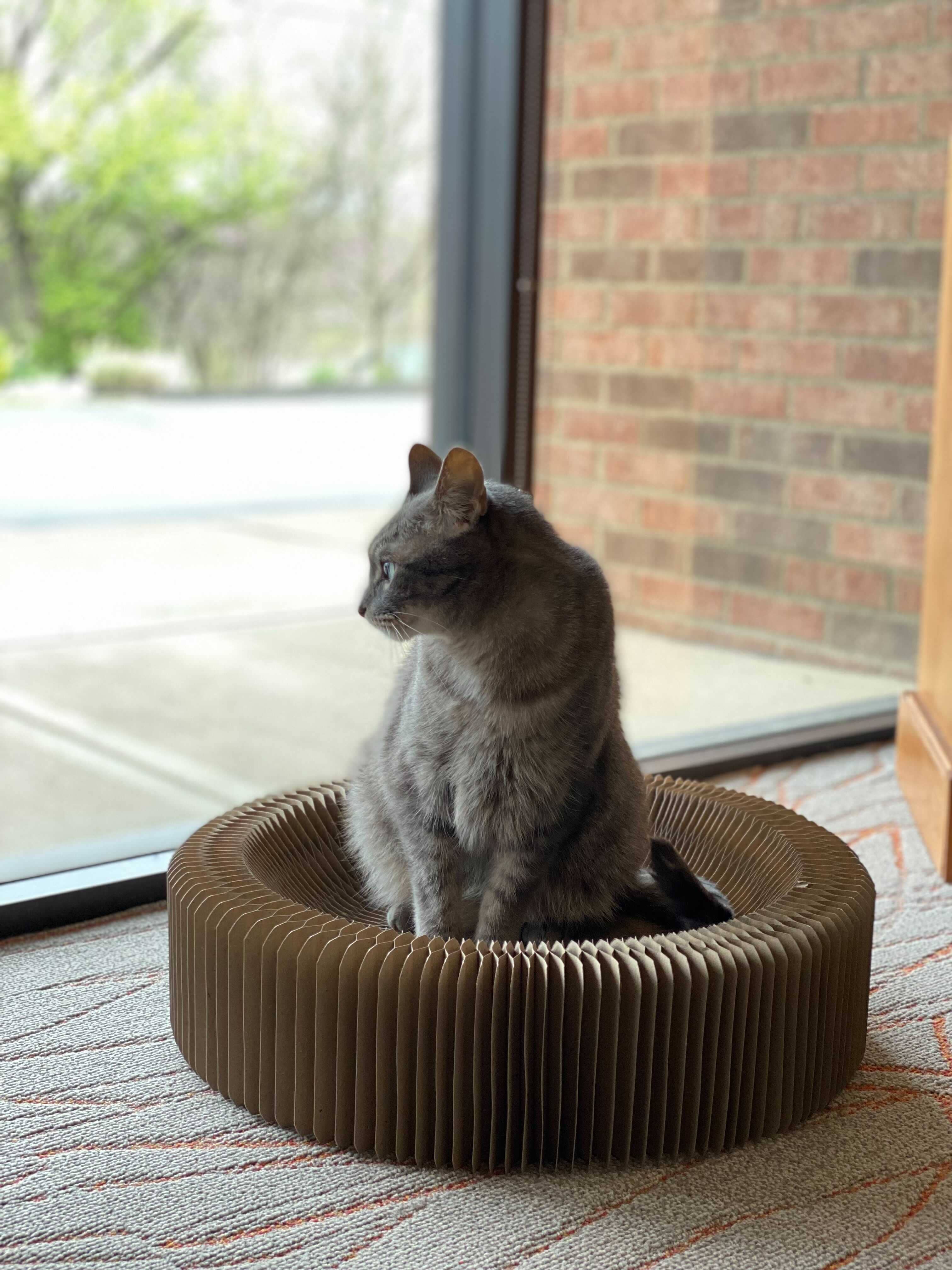 Travel Cat Wholesale - Venta al por mayor Rascador - Gatos - La cama y rascador de cartón plegable 'The Accordion' para viajes1