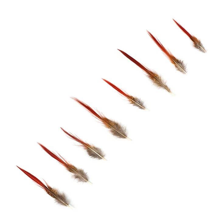Zucker Feather Products – wholesale Feathers – 10 PC/PKG Golden Pheasant Red Top Tails 4-6" - Natural2