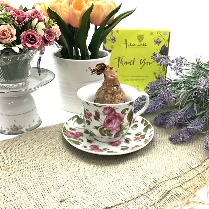 All Little Cute Things - Wholesale Party Favor - Dutch Daffodil Bulb in a Teacup, Garden Tea Party Favors