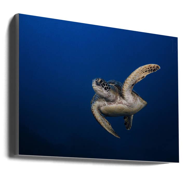 Wall art Green Turtle for wholesale by GTA ART