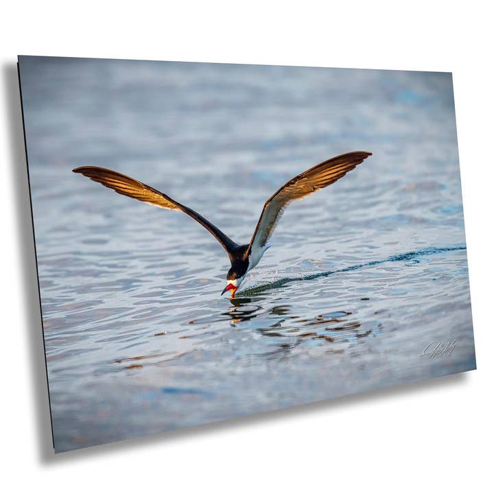 Seagull Coastal Wall Art | Framed Options for wholesale by Clifton Haley Photography