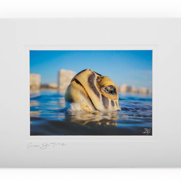 Tortue de mer verte IMGL1009 pour la vente par Ben Hicks Fine Art