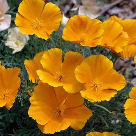 Bloom Bombs - Wholesale Plant seeds - California Native Wildflower Seed Balls 14oz.4