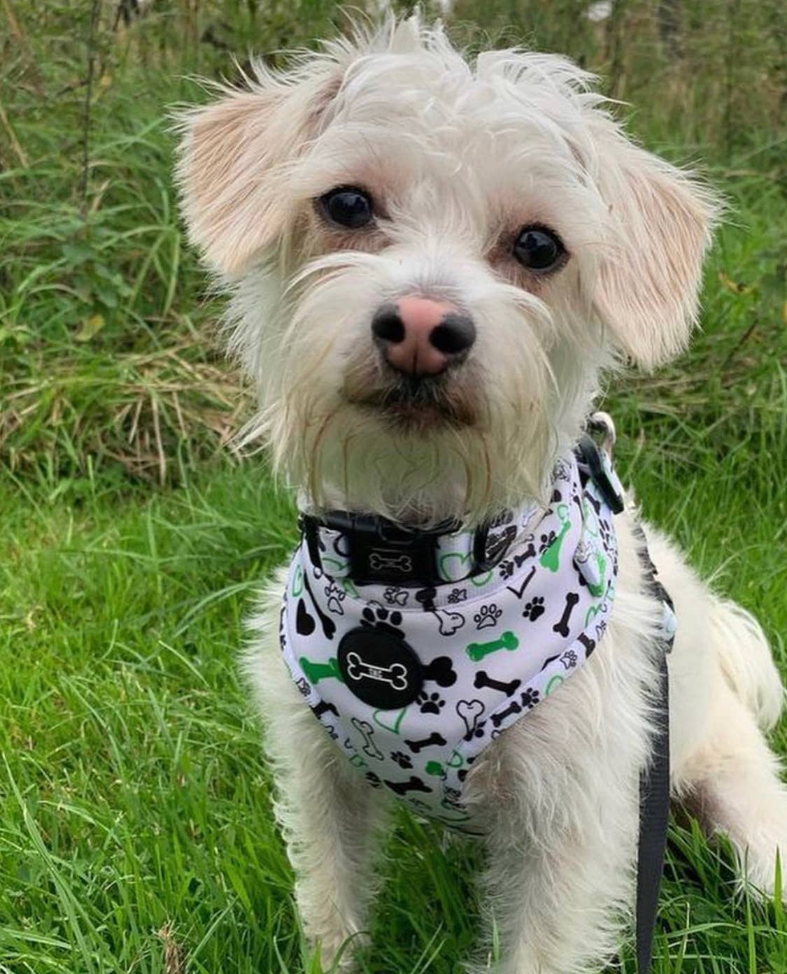 The Muttley Club - Wholesale Pet Collar - Dog - Give A Dog A Bone Adjustable Collar3