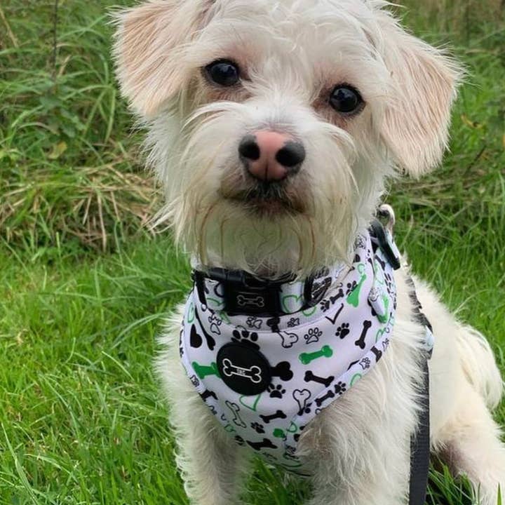 The Muttley Club - Wholesale Pet Collar - Dog - Give A Dog A Bone Adjustable Collar3