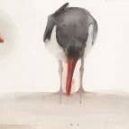 Oyster Catchers ~ "Digging In The Dirt" ~ "Oh, to Fly" ~ Giclée Print for wholesale by Holly Wach Art LLC