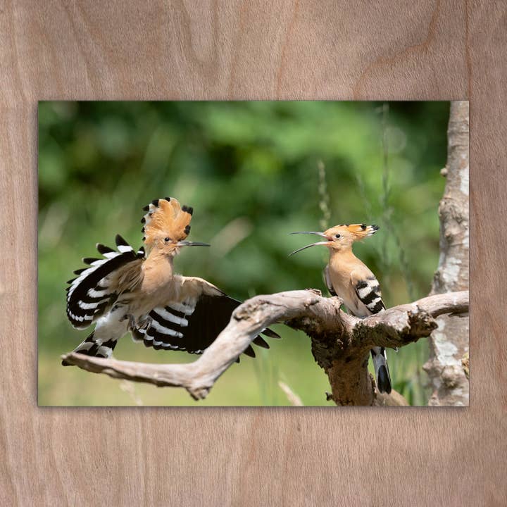 eye-comm - Wholesale Postcard - Postcard Eye0489 Hoopoe Couple Bird