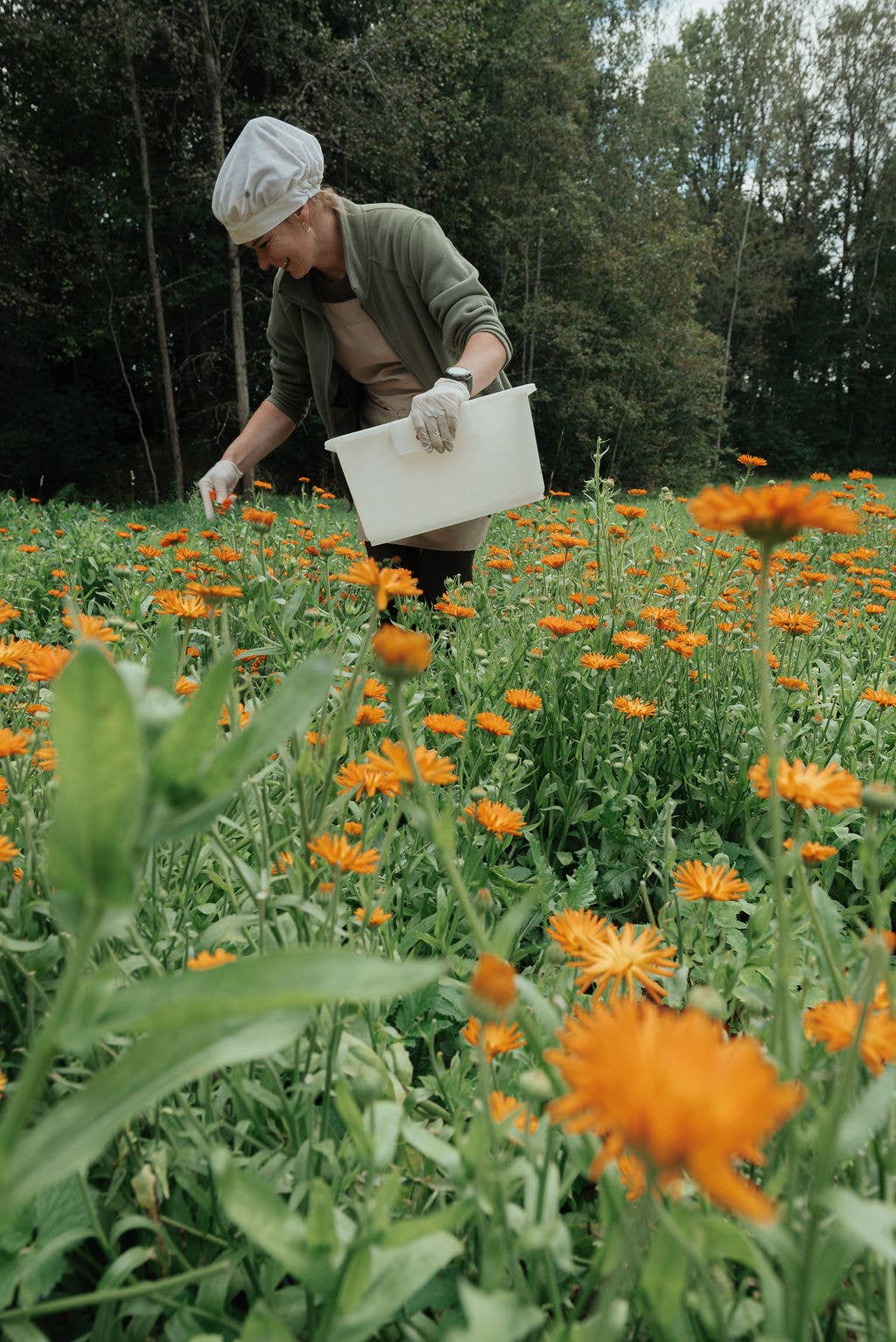 Plūkt – wholesale Health/detox tea – Tea blend MEADOW MORNING6