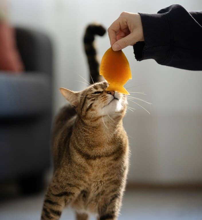 POCURULL SL (Retorn) - Wholesale Pet Toy - Cat - Rub Fish Cat Toy2