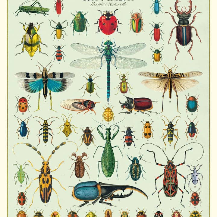 Bobangles - Wholesale Poster - Cavallini Poster/Gift Wrap - Bugs Insects0