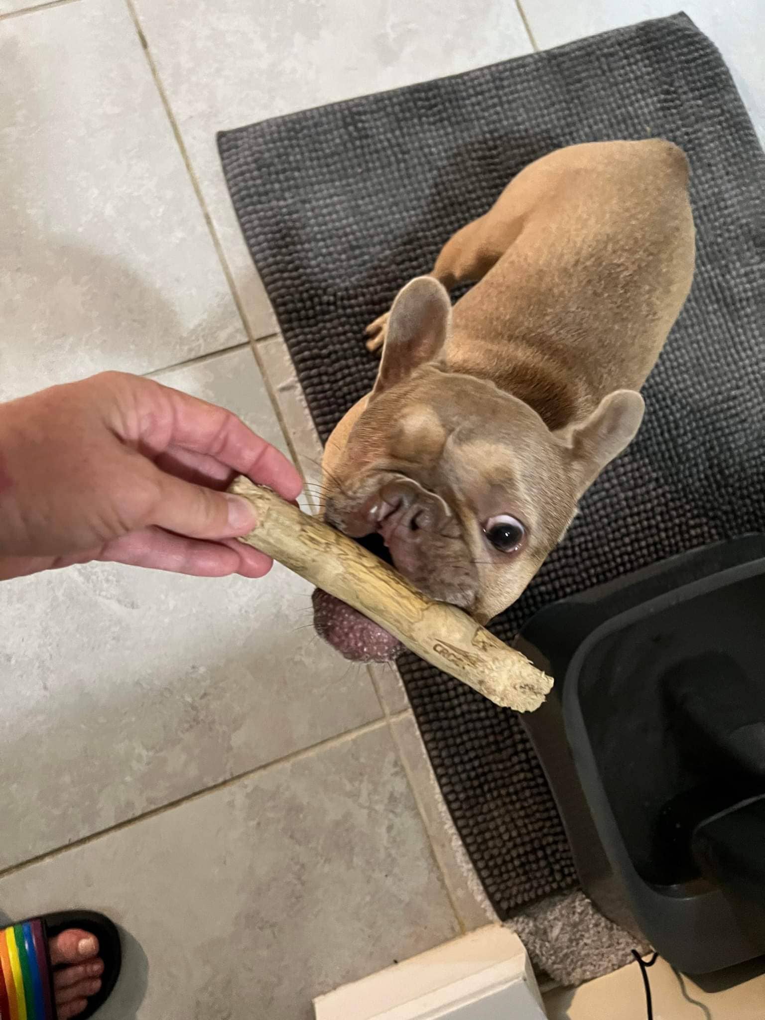 Loyalty Pet Products - Wholesale Pet Chew Toy - Dog - Croc Chomps - 100% Organic and Sustainable Coffee Wood Chews7