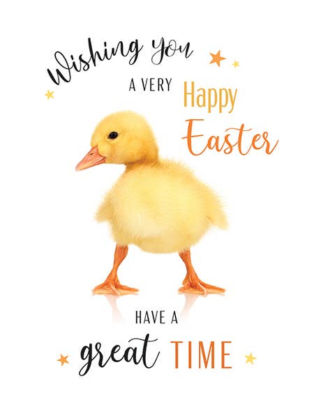 Påskkort, Öppet, Fotografisk Kyckling för wholesale av Piccadilly Greetings