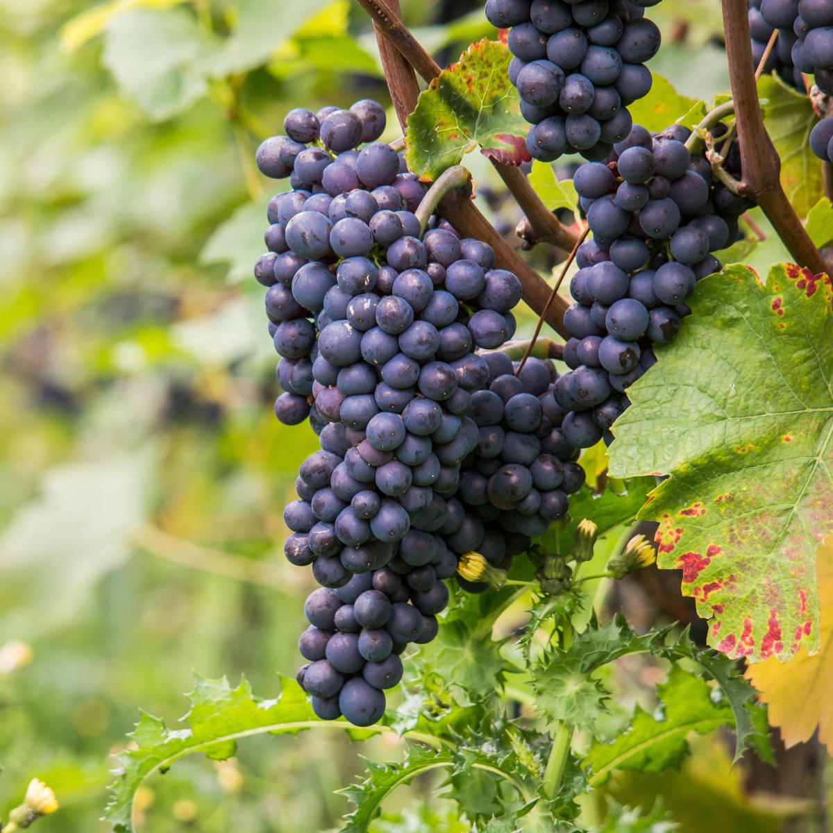 Oasis of Life - Wholesale Live Plant - Grape Vine – Vitis Vinifera ‘Nero’ – Height 60–75cm – Ø21cm – Red Grape with Sweet Fruits – Self-pollinating Grape Vine for Garden & Terrace – Hardy Fruit Plant4