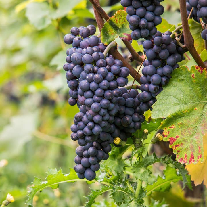 Oasis of Life - Wholesale Live plant - Grape Vine – Vitis Vinifera ‘Nero’ – Height 60–75cm – Ø21cm – Red Grape with Sweet Fruits – Self-pollinating Grape Vine for Garden & Terrace – Hardy Fruit Plant4