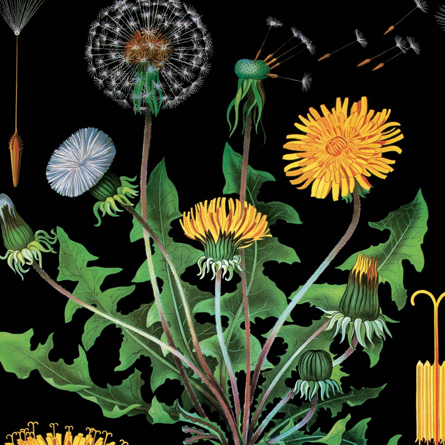 Curious Prints - Vendita all'ingrosso Stampa artistica - Stampa botanica vintage con tarassaco nero con cornice opzionale2