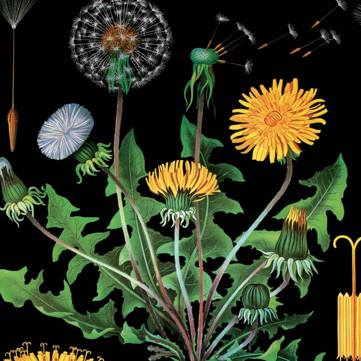 Curious Prints - Vendita all'ingrosso Stampa artistica - Stampa botanica vintage con tarassaco nero con cornice opzionale2