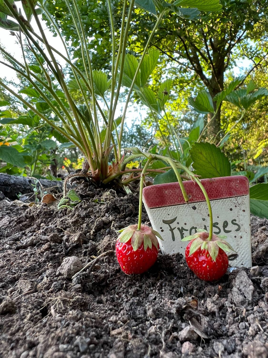 Les cartes de Lulu – Großhandel Muttertagskarten – Happy Grandma's Day Pflanzkarten – 15 Karten (3x 6 Modelle)3