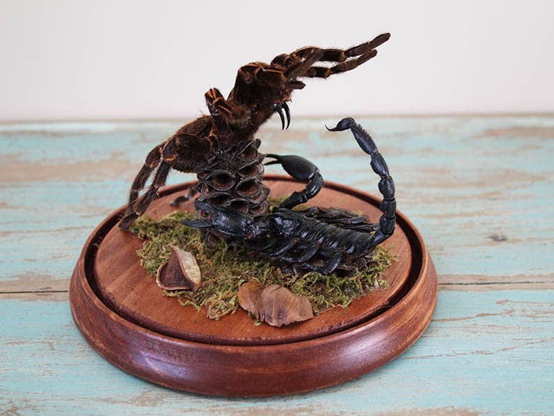Newman Art Designs - Wholesale Decorative Figurine - Tarantula vs Scorpion in a Dome Home Decor Real Taxidermy Art Home Furniture Decoration Beautiful Decoration Fangs Stinger Spider Venom3