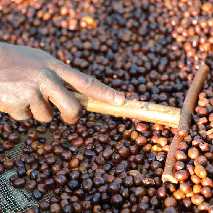 Paso Paso - Farmer Owned Coffee - Wholesale Coffee Beans - Ethiopia - Syoum Family - Heirloom Natural6