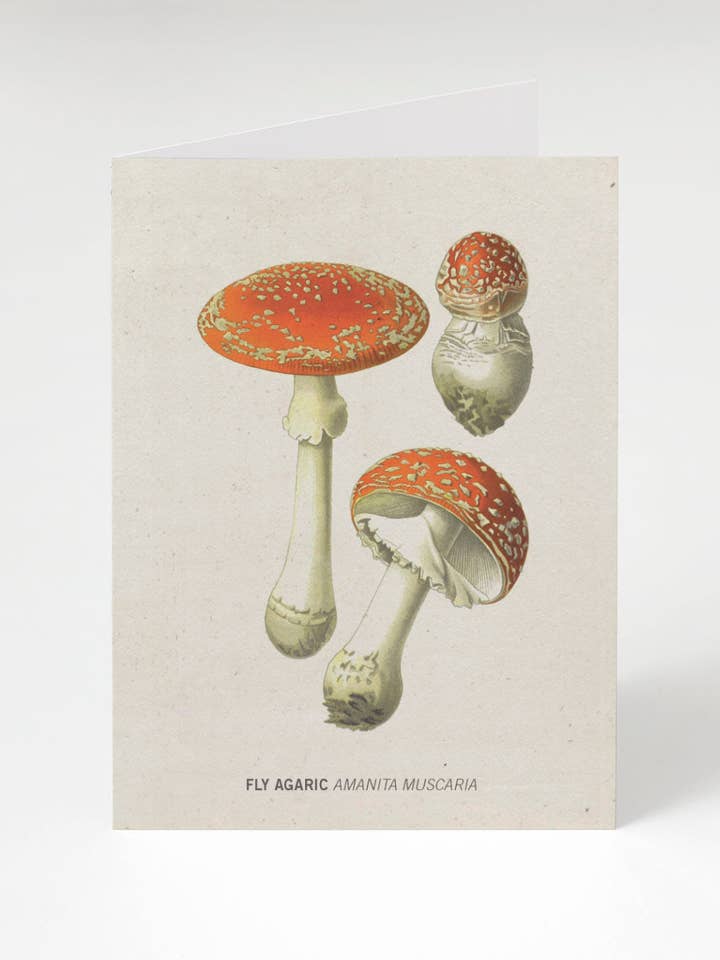 Fly Agaric Poisonous Mushroom Card (Case of 6) for wholesale by Cognitive Surplus