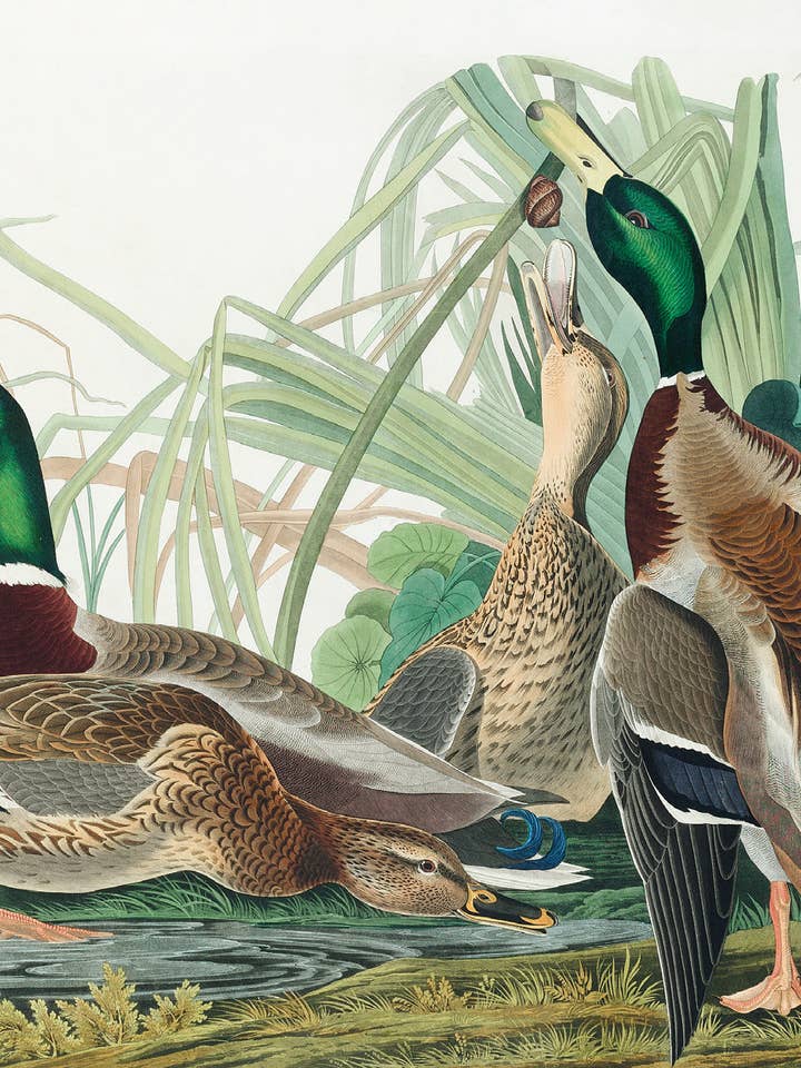 Postcard Mallard Duck (231019) for wholesale by The Knowledge of Things by Catch Publishing