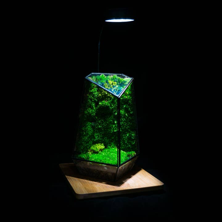 HIRO AQUATICS – Engroshandel Plantekrukke – Indendørs Plante Geometrisk Glas Fartøj Container