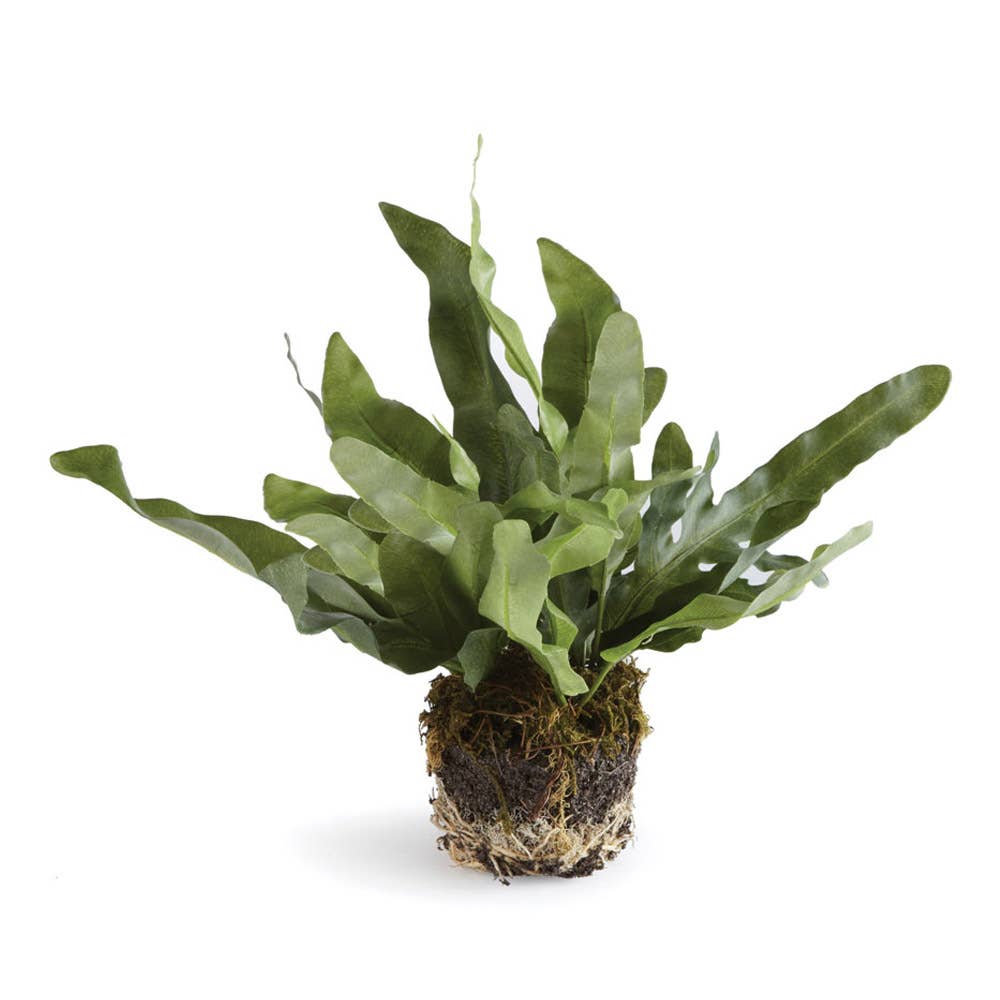 Napa Home & Garden - Wholesale Artificial Plant - Echeveria Fern Drop-In 8.5"0