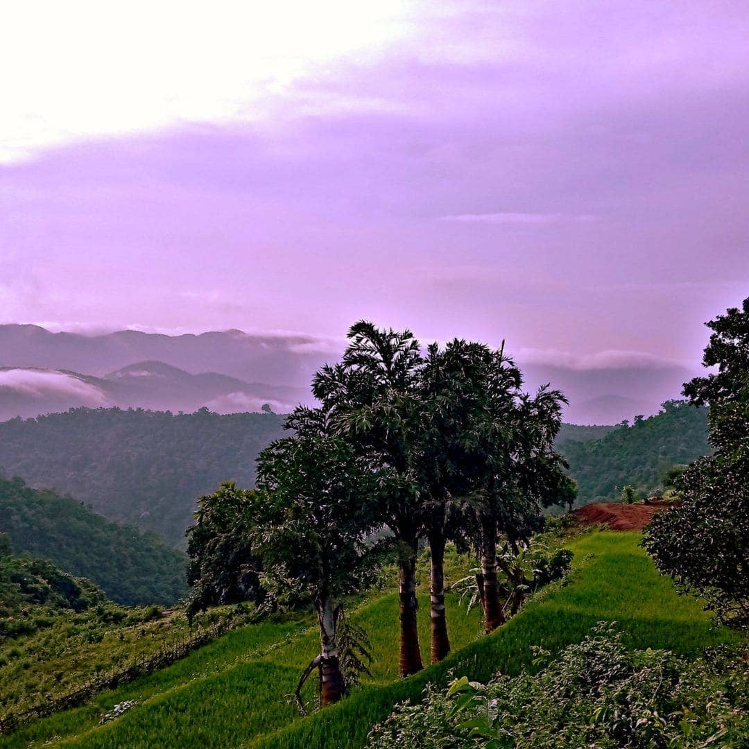 WOO World of Oils - Vente Huile pour le bain/corps - Bleuet + Huile d'Abricot, 100% Bio10