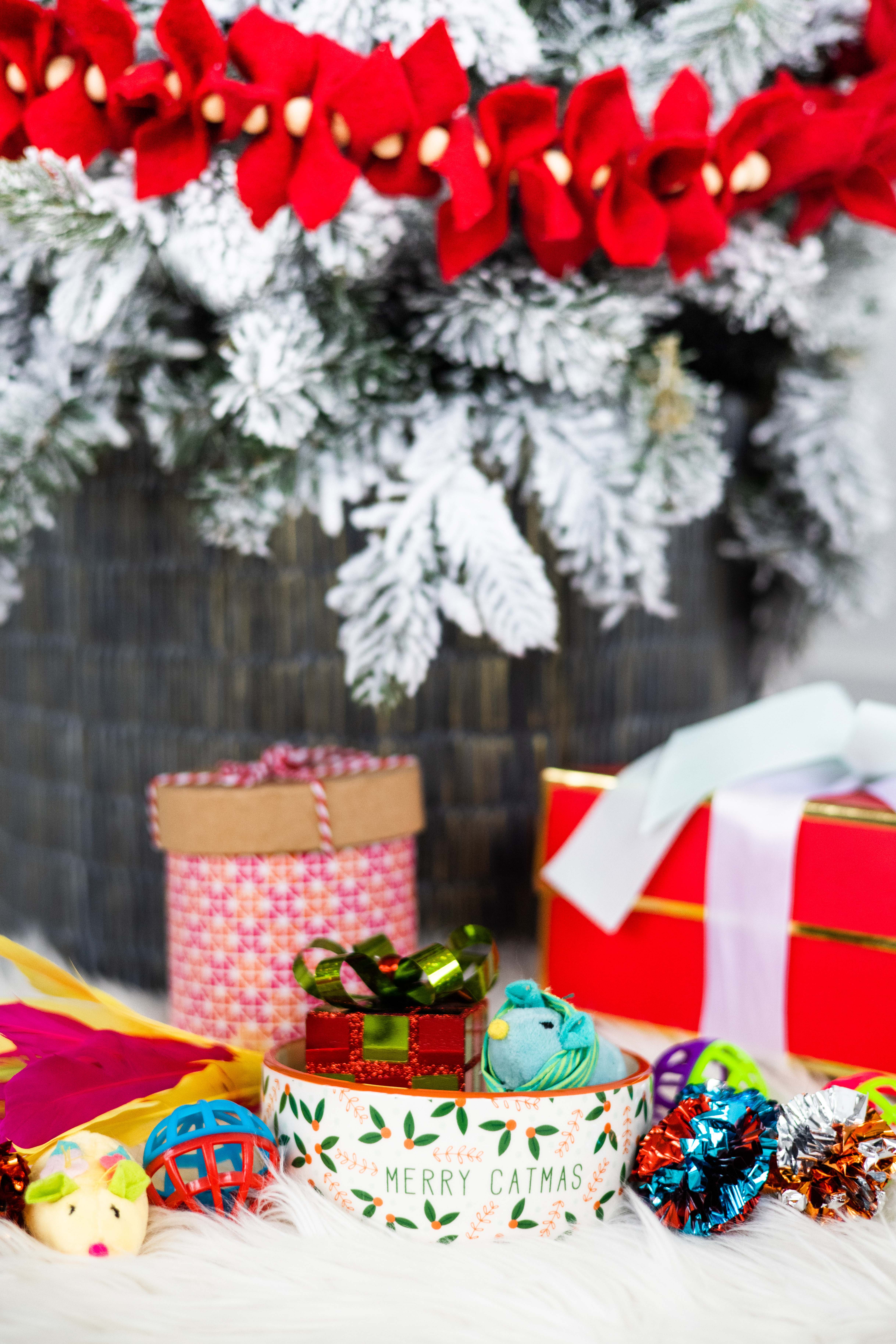 Pearhead - Vente Gamelle – chat et chien - Joyeux Catmas, Fête des Chats et Gamelle de Noël6