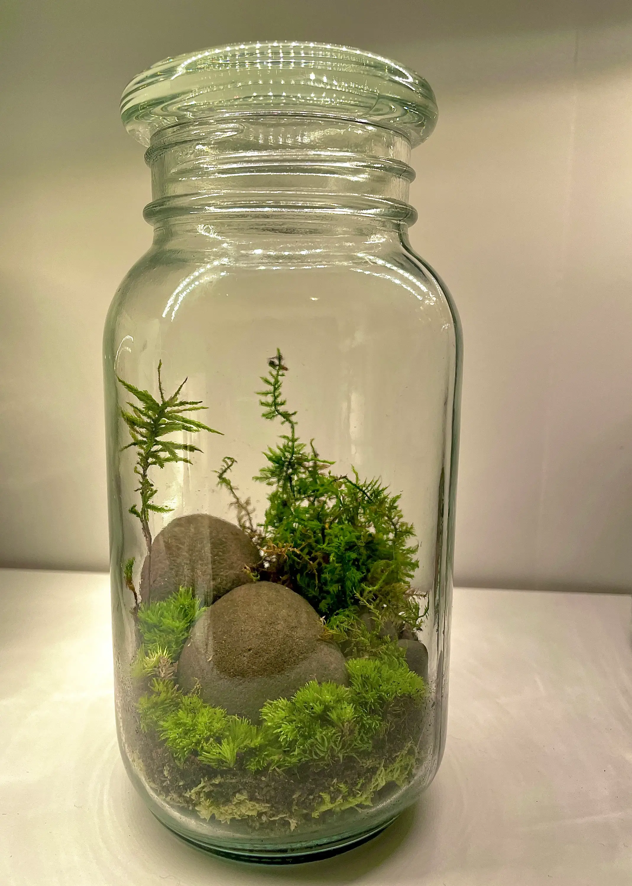 Moss & Stone Gardens – wholesale Terrarium – DIY Moss Terrarium Kit – Jungle in a Jar 2