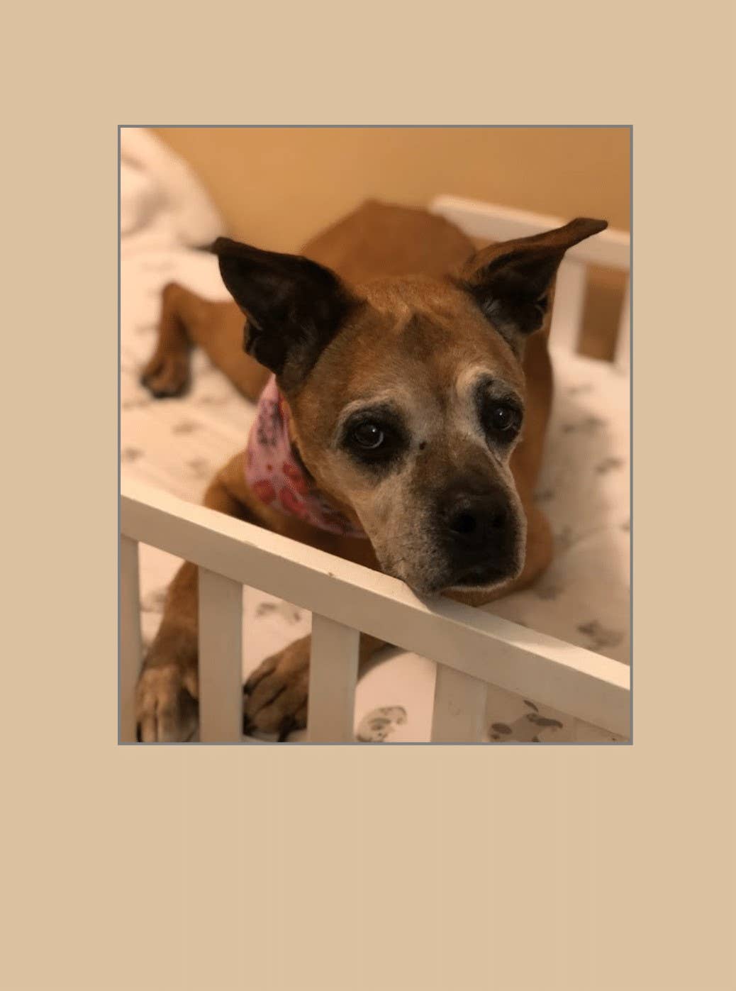 1216 Trading Company - Wholesale Everyday Greeting Card - Paw Talk Greeting Card - Just For Fun - 040121