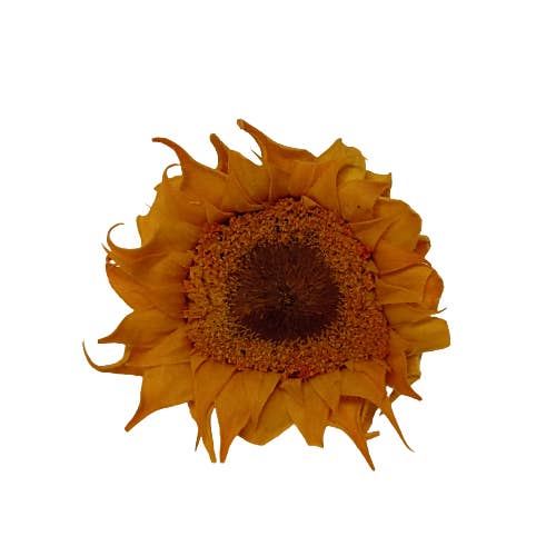 Concari.flores Preservadas - Wholesale Dried/Pressed Flowers - PRESERVED SUN FLOWER PACK OF 4 UNITS4